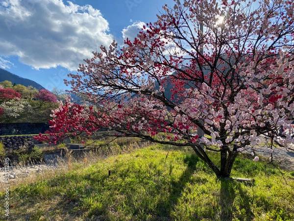 Obraz 花桃の里