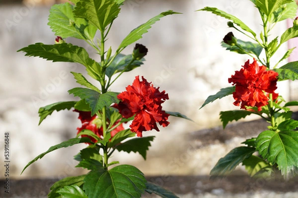 Obraz Red hibiscus flower on the plant 
