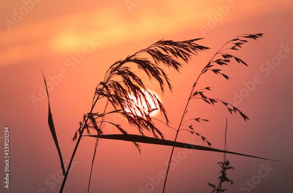 Obraz Gräser im Sonnenaufgang