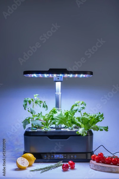 Obraz Smart indoor garden with uv lamp