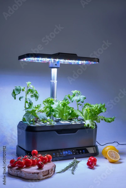 Obraz Smart indoor garden with uv lamp