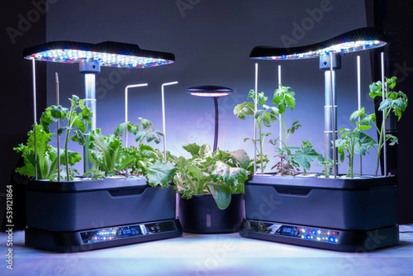 Fototapeta Smart indoor garden with uv lamp