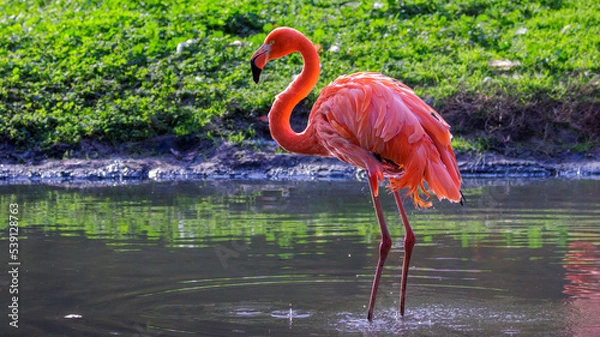 Fototapeta Flamingo