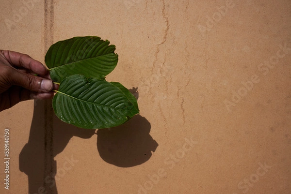 Obraz plant in hands