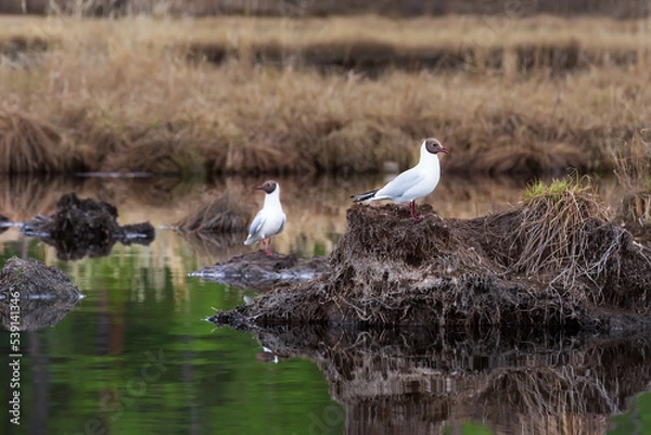 Obraz Two seagulls on the nest