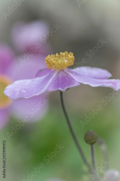 Obraz Wildflower waltz