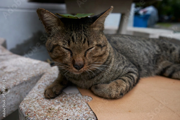 Obraz cat on the table