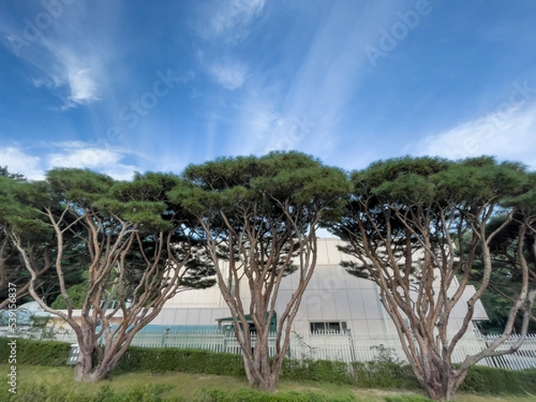 Fototapeta 소나무 파인트리 청와대 푸른하늘 나무