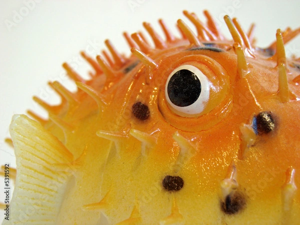 Fototapeta Plastikkugelfisch1