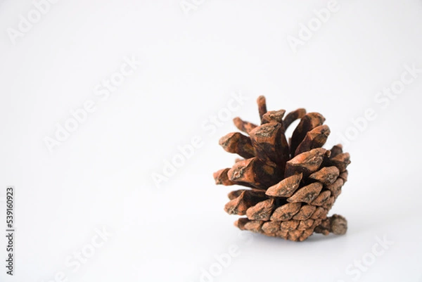 Obraz pine cone on a white background