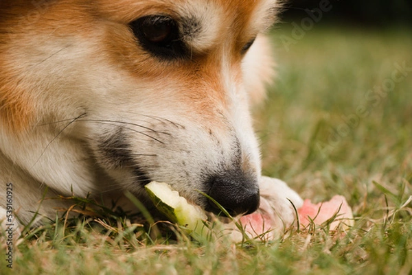 Obraz Corgi eating melon close up