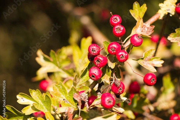 Obraz Hawthorn berries in a sun