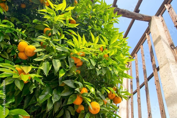 Obraz Orangen, Limone, Gardasee, Zitronengarten