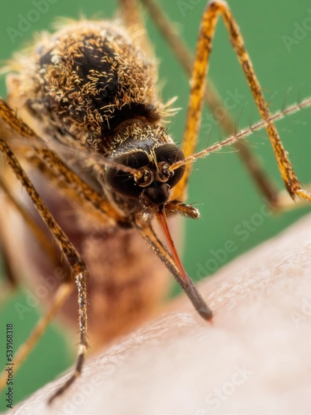 Obraz Malaria Infected Mosquito Bite. Leishmaniasis, Encephalitis, Yellow Fever, Dengue, Malaria Disease, Mayaro or Zika Virus Infectious Culex Mosquitoe Parasite Insect Macro.