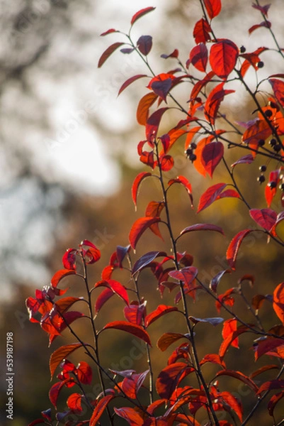 Obraz red autumn leaves