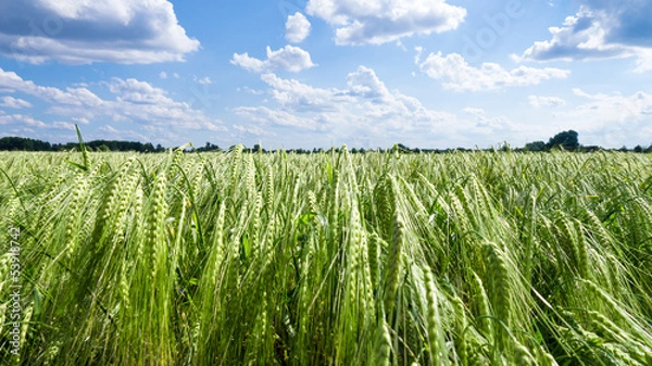 Obraz Ear of barley on field