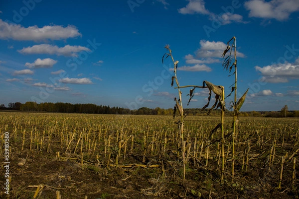 Obraz corn field and sky