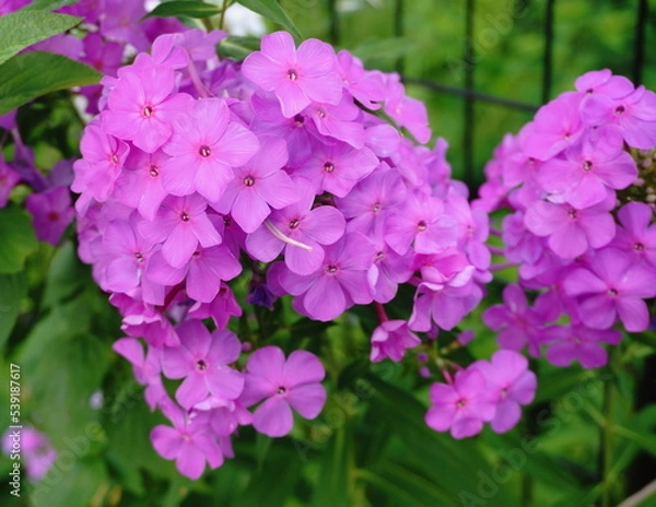 Obraz 散歩道に咲くピンク色の花
