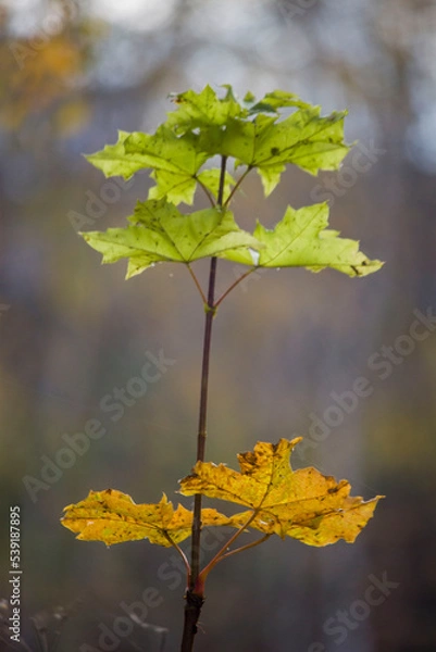 Obraz autumn leaves on a tree