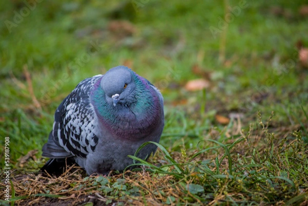 Obraz pigeon on the grass