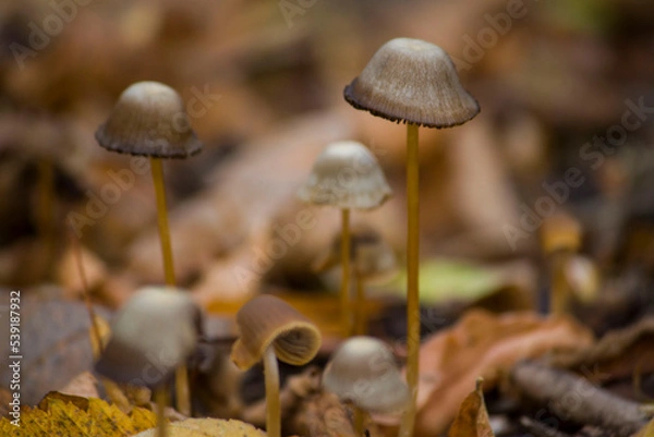Obraz mushrooms in the forest