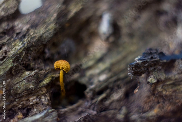Obraz mushroom on a tree