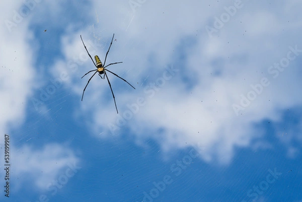 Fototapeta The spider vs the flies in the round net