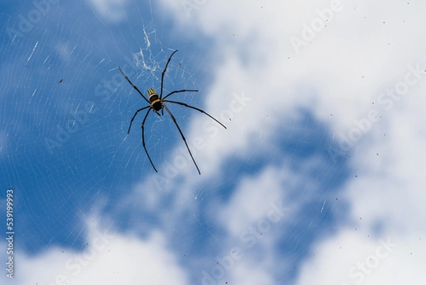 Fototapeta The spider vs the flies in the round net