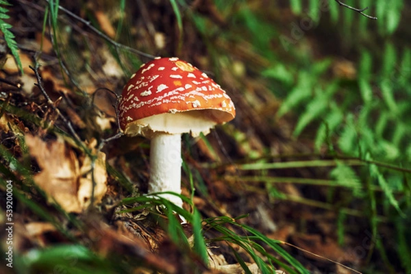 Fototapeta Close up view of fly agaric mushroom that is on the ground