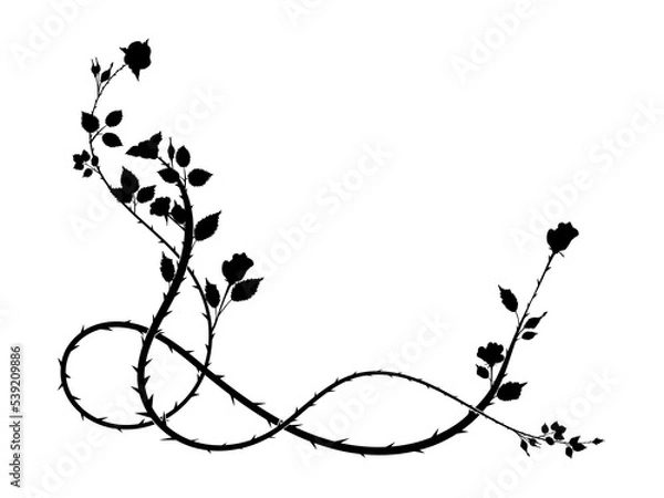Fototapeta pattern element corner of a rose with thorns weaving plant