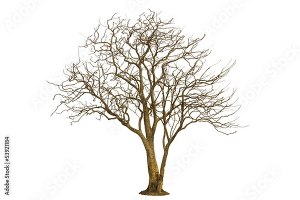 Obraz Dead tree isolated and white background
