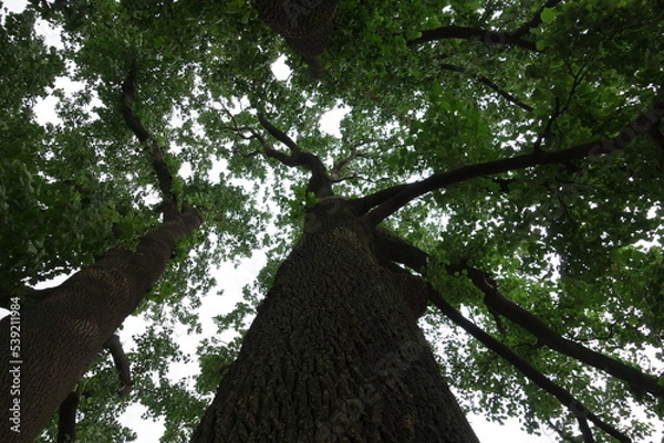 Obraz 下から見上げた森