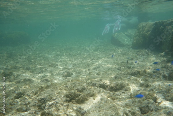 Obraz 鳩間島のサンゴ礁