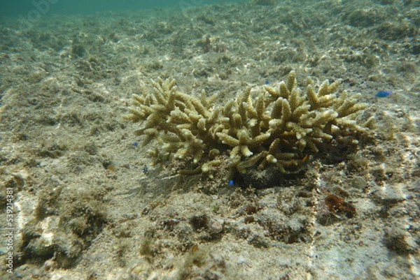 Obraz 鳩間島のサンゴ礁