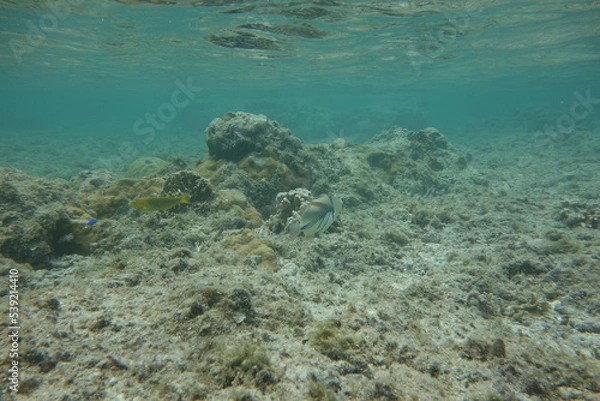 Obraz 鳩間島のサンゴ礁