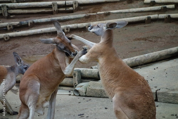 Obraz カンガルーの喧嘩