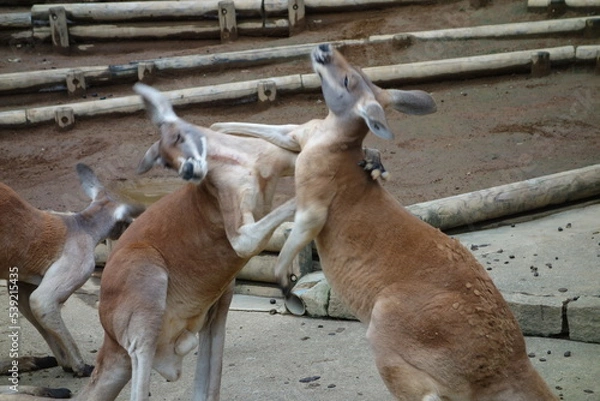 Obraz カンガルーの喧嘩