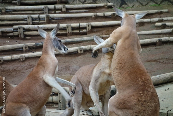 Obraz カンガルーの喧嘩
