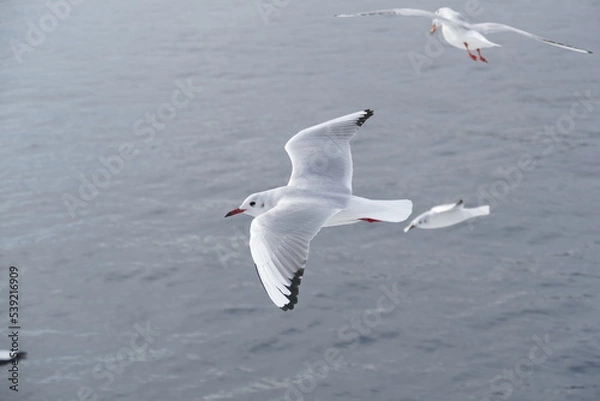 Obraz 空飛ぶカモメたち