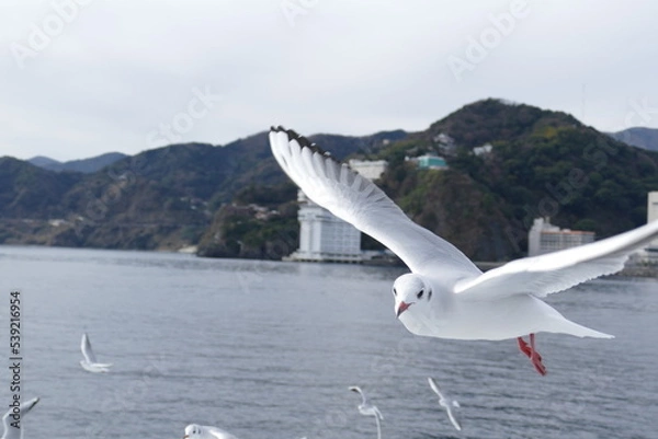 Obraz 空飛ぶカモメたち