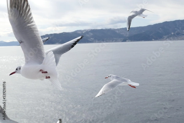 Obraz 空飛ぶカモメたち