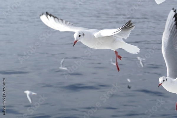 Obraz 空飛ぶカモメたち