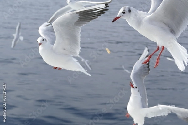 Obraz カモメへのエサやり