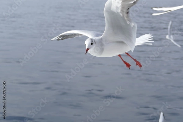 Obraz 空飛ぶカモメたち