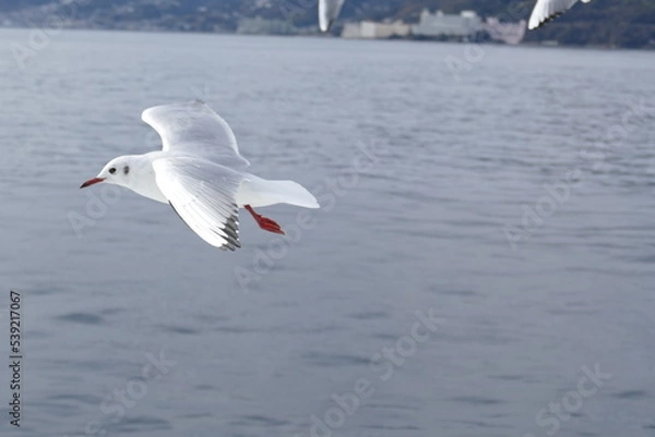 Obraz 空飛ぶカモメたち