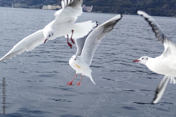 Obraz 空飛ぶカモメたち
