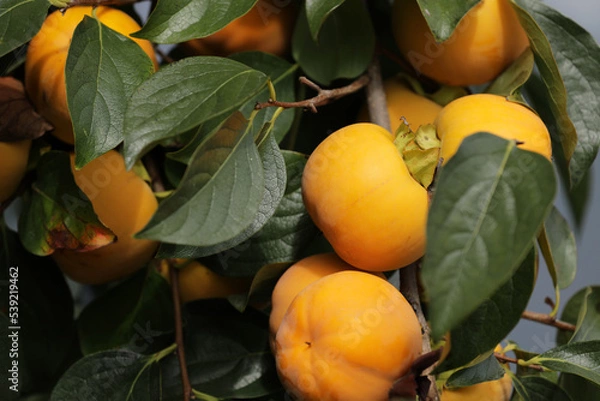 Fototapeta Kaki Persimmon orange fruit on a tree