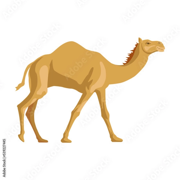 Obraz Camel side way. Cartoon wild animals with humps, caravan of dromedary in desert isolated in white background. Africa, tourism concept for poster, flyer or postcard