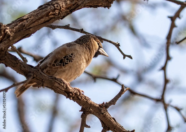 Obraz small wild bird in tree