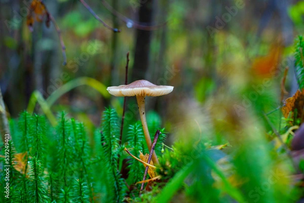 Fototapeta Yellow lone grebe is a mushroom in the forest in bright green grass, on a bright sunny day.